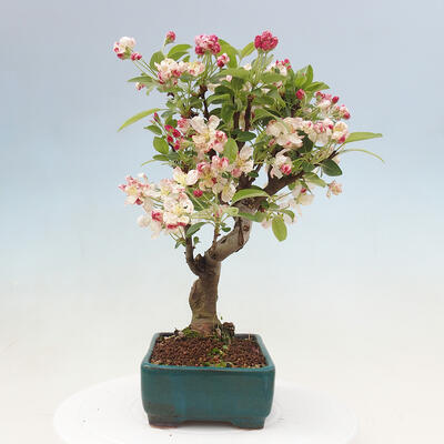 Outdoor bonsai - Malus halliana - Small-fruited apple tree - 6
