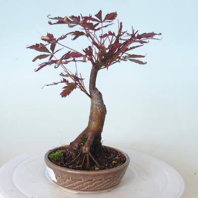 Outdoor bonsai - Acer palm. Atropurpureum-Red palm leaf - 6