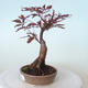 Outdoor bonsai - Acer palm. Atropurpureum-Red palm leaf - 6/6