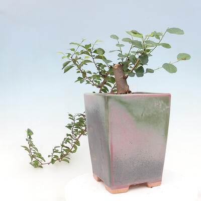 Indoor bonsai - Grewia occidentalis - Lavender star - 6