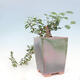 Indoor bonsai - Grewia occidentalis - Lavender star - 6/7