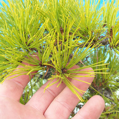 Outdoor bonsai - Pinus densiflora - red pine - 6