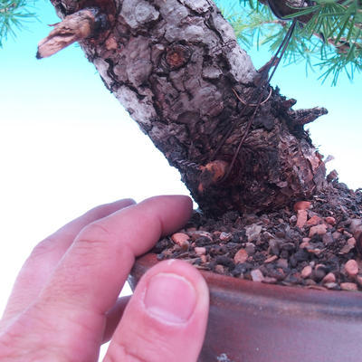Outdoor bonsai -Larix decidua - Larch deciduous - 6