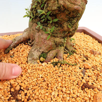 Outdoor bonsai - Japanese azalea SATSUKI- Azalea BYAKUREN - 6