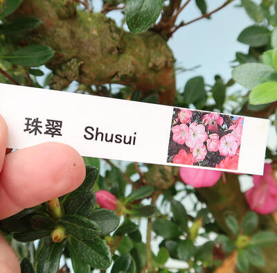 Outdoor bonsai - Japanese azalea SATSUKI- Azalea SHUSHUI - 6