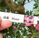 Outdoor bonsai - Japanese azalea SATSUKI- Azalea SHUSHUI - 6/6