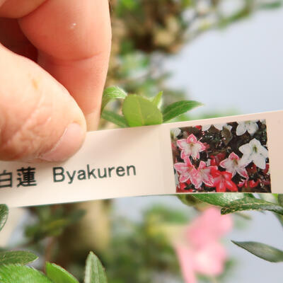 Outdoor bonsai - Japanese azalea SATSUKI- Azalea BEYAKUREN - 6