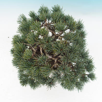 Outdoor bonsai - parviflora Pine - Pinus parviflora - 6