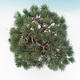 Outdoor bonsai - parviflora Pine - Pinus parviflora - 6/6