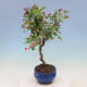 Outdoor bonsai -Malus Halliana - fruited apple - 6/6