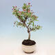 Outdoor bonsai -Malus Halliana - fruited apple - 6/6