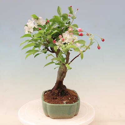 Outdoor bonsai -Malus Halliana - fruited apple - 6