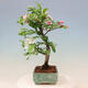 Outdoor bonsai -Malus Halliana - fruited apple - 6/7