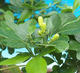 Room bonsai - Muraya paniculata - 6/6