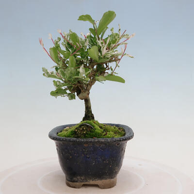 Outdoor bonsai - Ligustrum obtusifolium - Dull-leaved bird's-bill - 6