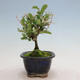 Outdoor bonsai - Ligustrum obtusifolium - Dull-leaved bird's-bill - 6/6
