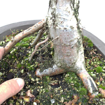 Outdoor bonsai - Hawthorn - Crataegus monogyna - 6