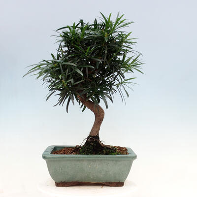 Room bonsai - Podocarpus - Stone thousand - 6