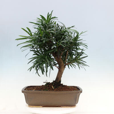 Room bonsai - Podocarpus - Stone thousand - 6