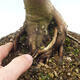 Bonsai im Freien - Acer palmatum Shishigashira - 6/7