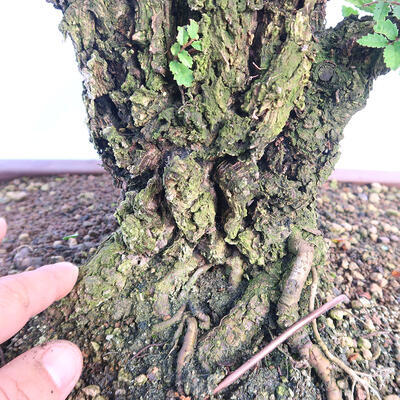 Outdoor bonsai - Zelkova - Zelkova NIRE - 6