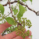 Outdoor bonsai - beautiful Callicarpa - 6/7