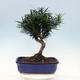 Room bonsai - Podocarpus - Stone thousand - 6/7
