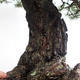 Outdoor bonsai - Pinus sylvestris - Scots pine VB2019-26699 - 6/6