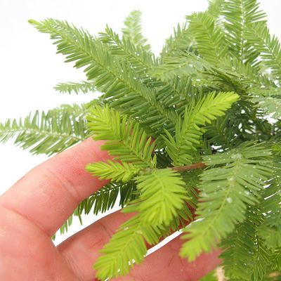 Outdoor Bonsai - Metasequoia glyptostroboides - Chinese Small Leaves Metasequoia VB2019-26711 - 6