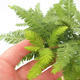 Outdoor Bonsai - Metasequoia glyptostroboides - Chinese Small Leaves Metasequoia VB2019-26711 - 6/6