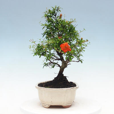 Room bonsai-PUNICA granatum nana-Pomegranate - 6