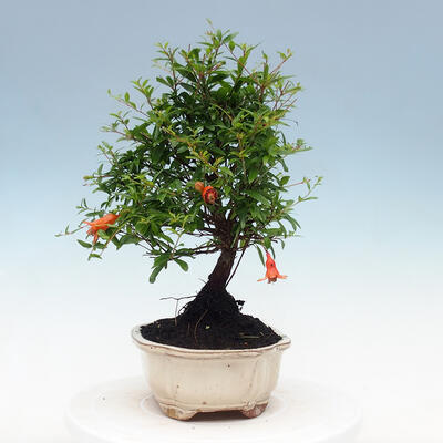 Room bonsai-PUNICA granatum nana-Pomegranate - 6