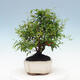 Room bonsai-PUNICA granatum nana-Pomegranate - 6/6