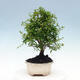 Room bonsai-PUNICA granatum nana-Pomegranate - 6/6
