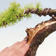 Outdoor bonsai - Larix decidua - Deciduous larch - 6/7