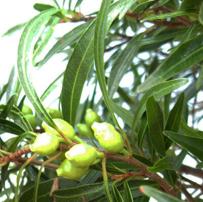 Indoor bonsai - Ficus nerifolia - small-leaved ficus - 6