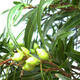 Indoor bonsai - Ficus nerifolia - small-leaved ficus - 6/6