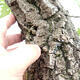 Outdoor bonsai Quercus Cerris - Oak Cer - 6/6
