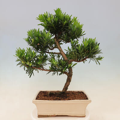 Indoor bonsai - Podocarpus - Stone thous - 6