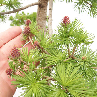 Outdoor bonsai - Larix decidua - Deciduous larch - 6
