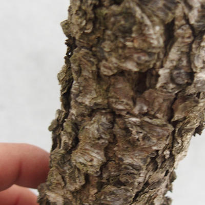 Outdoor bonsai -Modřín opadavý- Larix decidua - 6