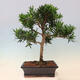 Indoor bonsai - Podocarpus - Stone thous - 6/7