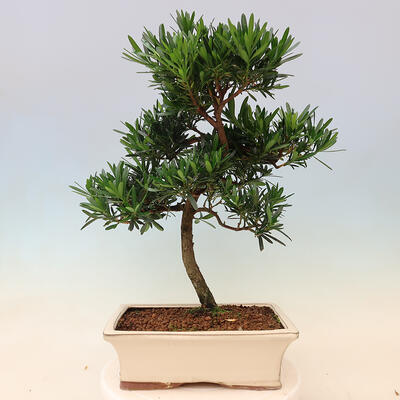 Indoor bonsai - Podocarpus - Stone thous - 6