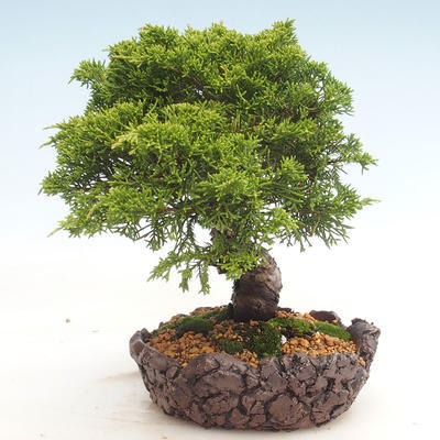 Outdoor bonsai - Juniperus chinensis Itoigawa-Chinese juniper - 6