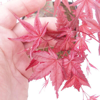 Outdoor bonsai - Maple palmatum DESHOJO - Maple palm leaf - 6