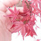 Outdoor bonsai - Maple palmatum DESHOJO - Maple palm leaf - 6/6