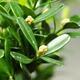 Indoor bonsai - Buxus harlandii - Cork boxwood - 2/3