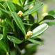 Indoor bonsai - Buxus harlandii - Cork boxwood - 5/6