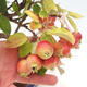 Outdoor bonsai - Malus halliana - Small-fruited apple tree - 5/5