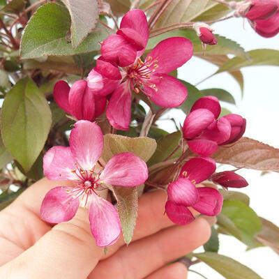 Outdoor bonsai - Malus domestica - Small-fruited red-leaved apple tree - 6